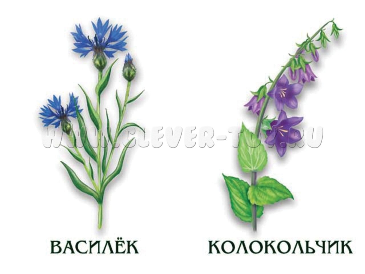 картинки цветов для дошкольников