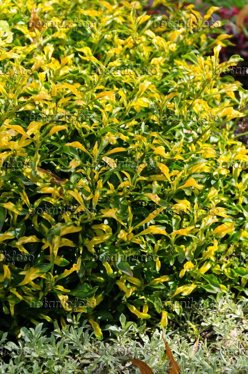 Alternanthera bettzickiana Green