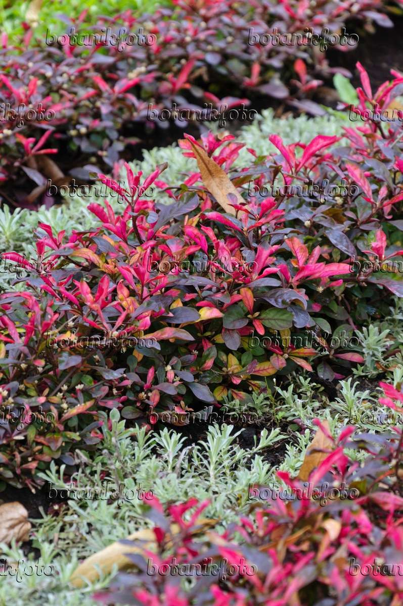 Альтернатерой Рейнеке