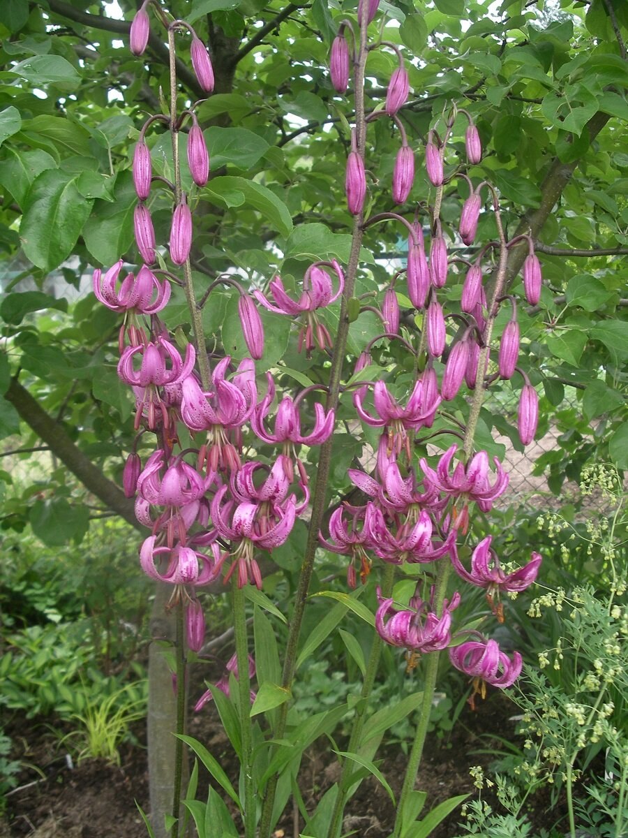 Мартагон гибриды