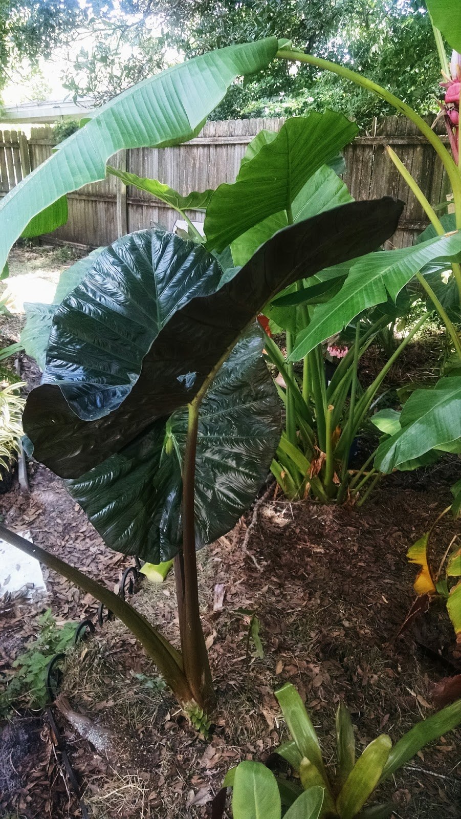 Алоказия Кобра