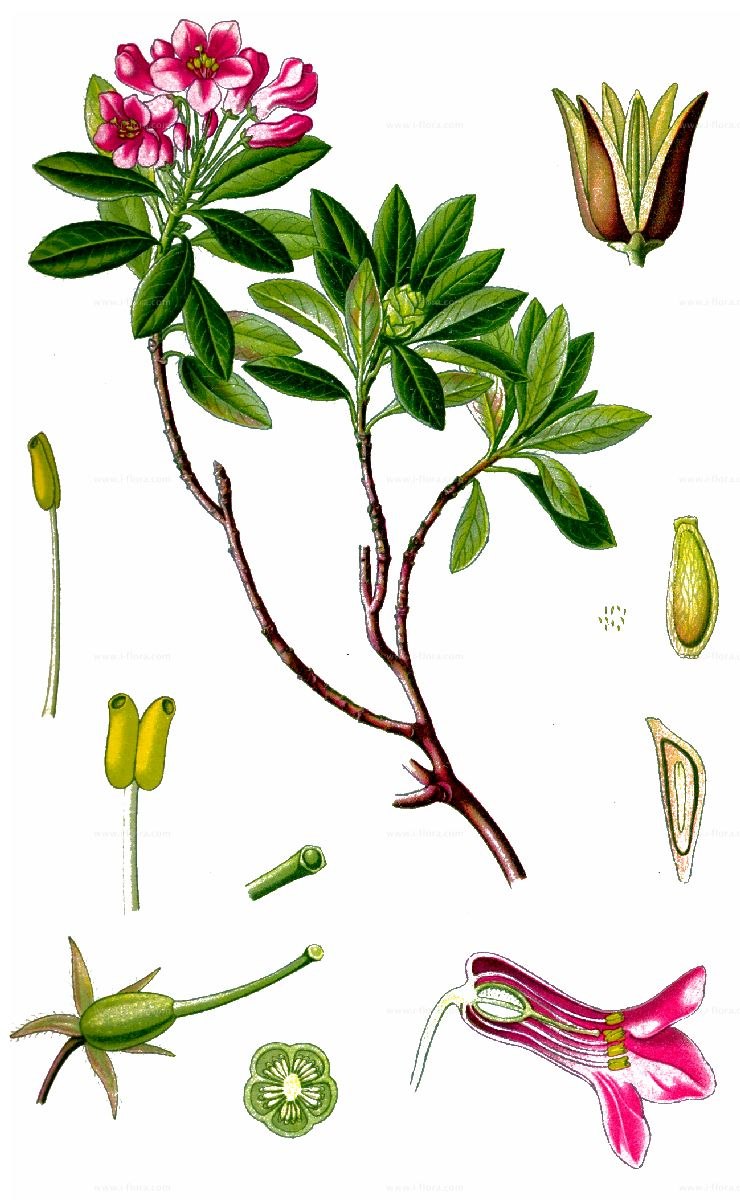 Маральник горный Алтай цветет