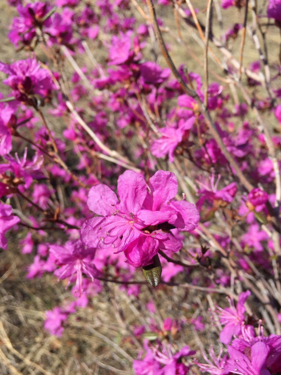 Багульник болотный Ямал