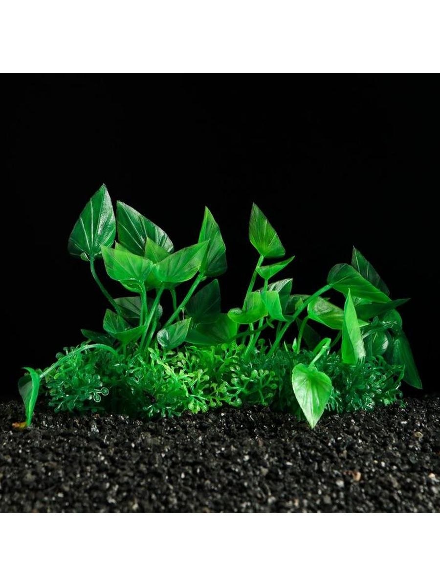 Апоногетон натанс аквариумное растение