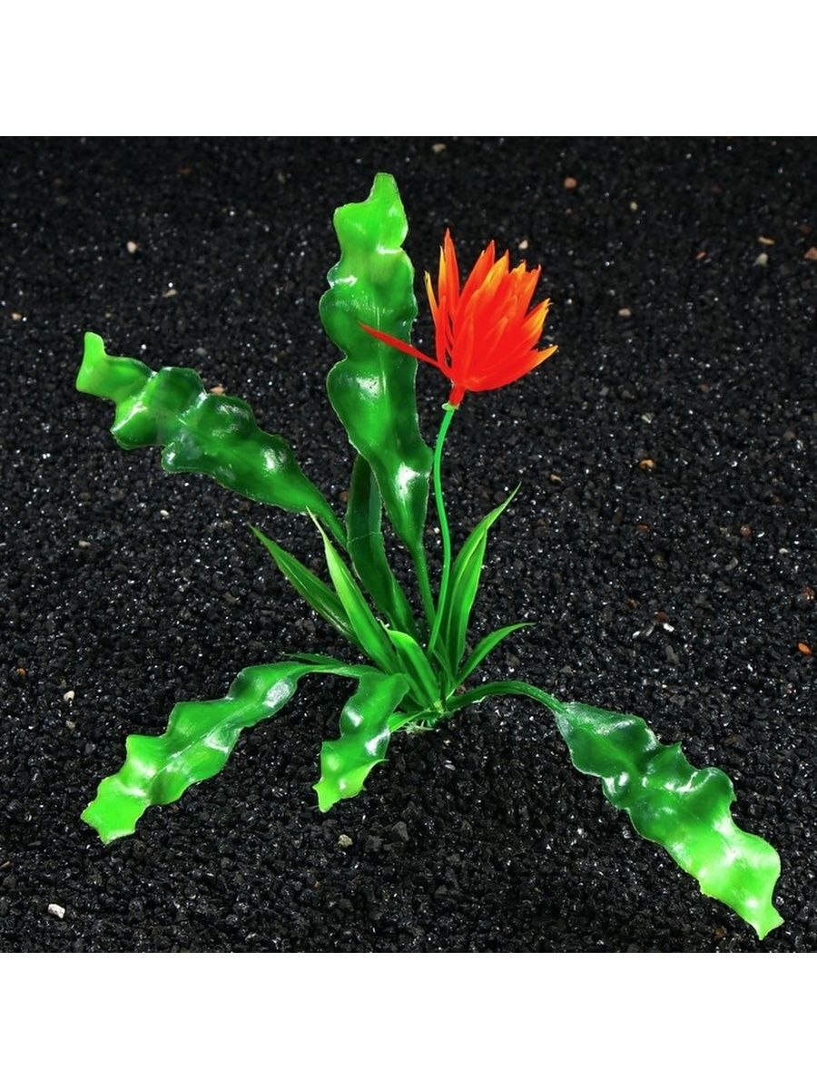 Огнецвет растение