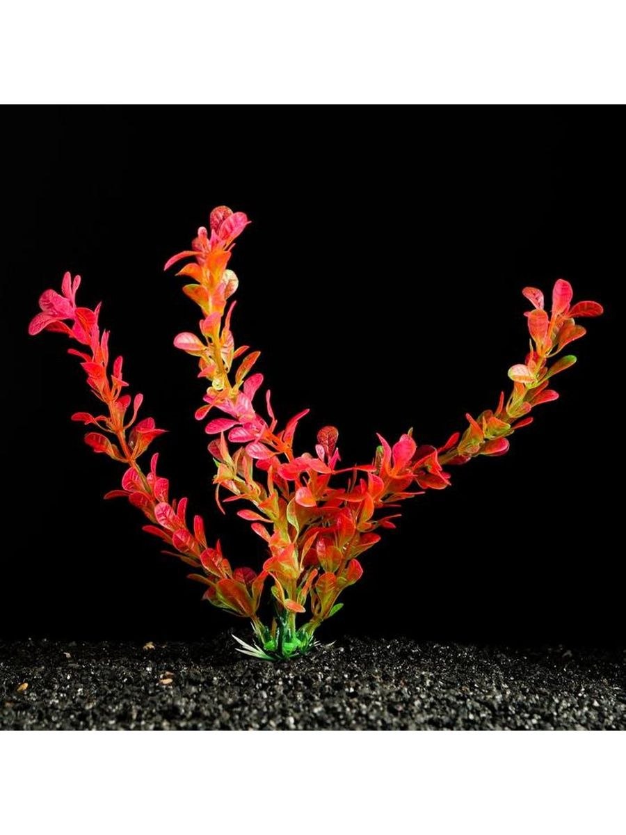 Апоногетон Криспус красный