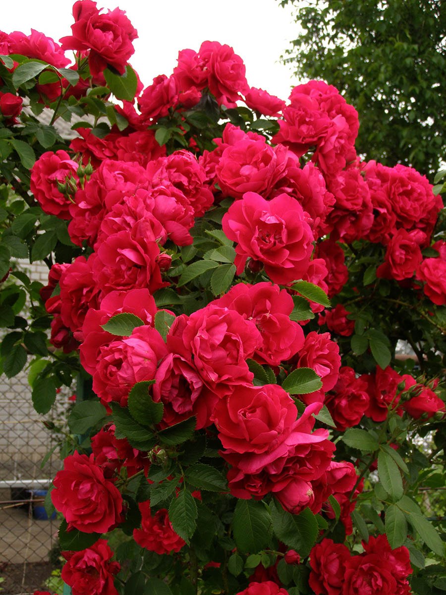 Flammentanz роза