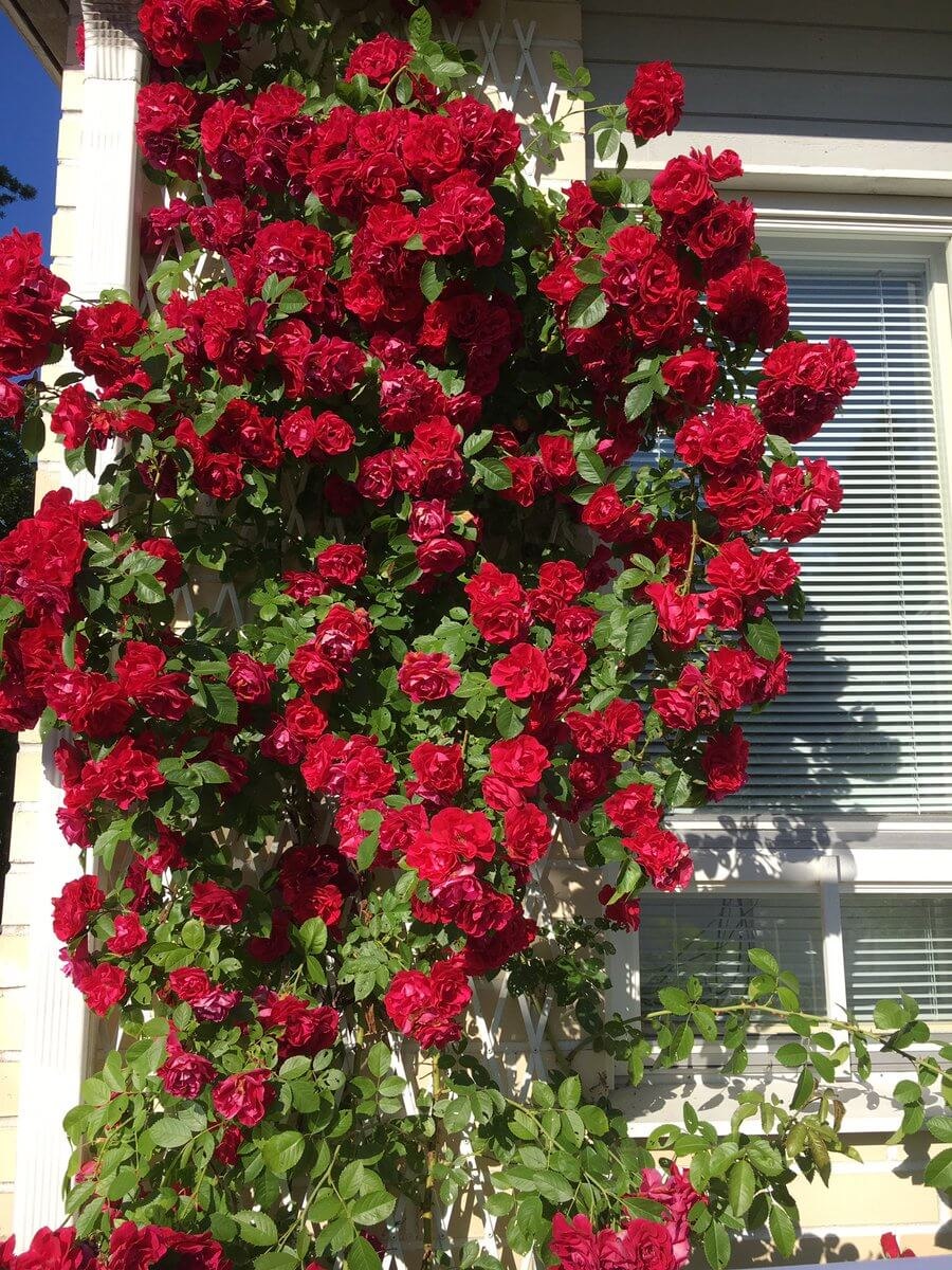 Розы плетистые Фламентанц