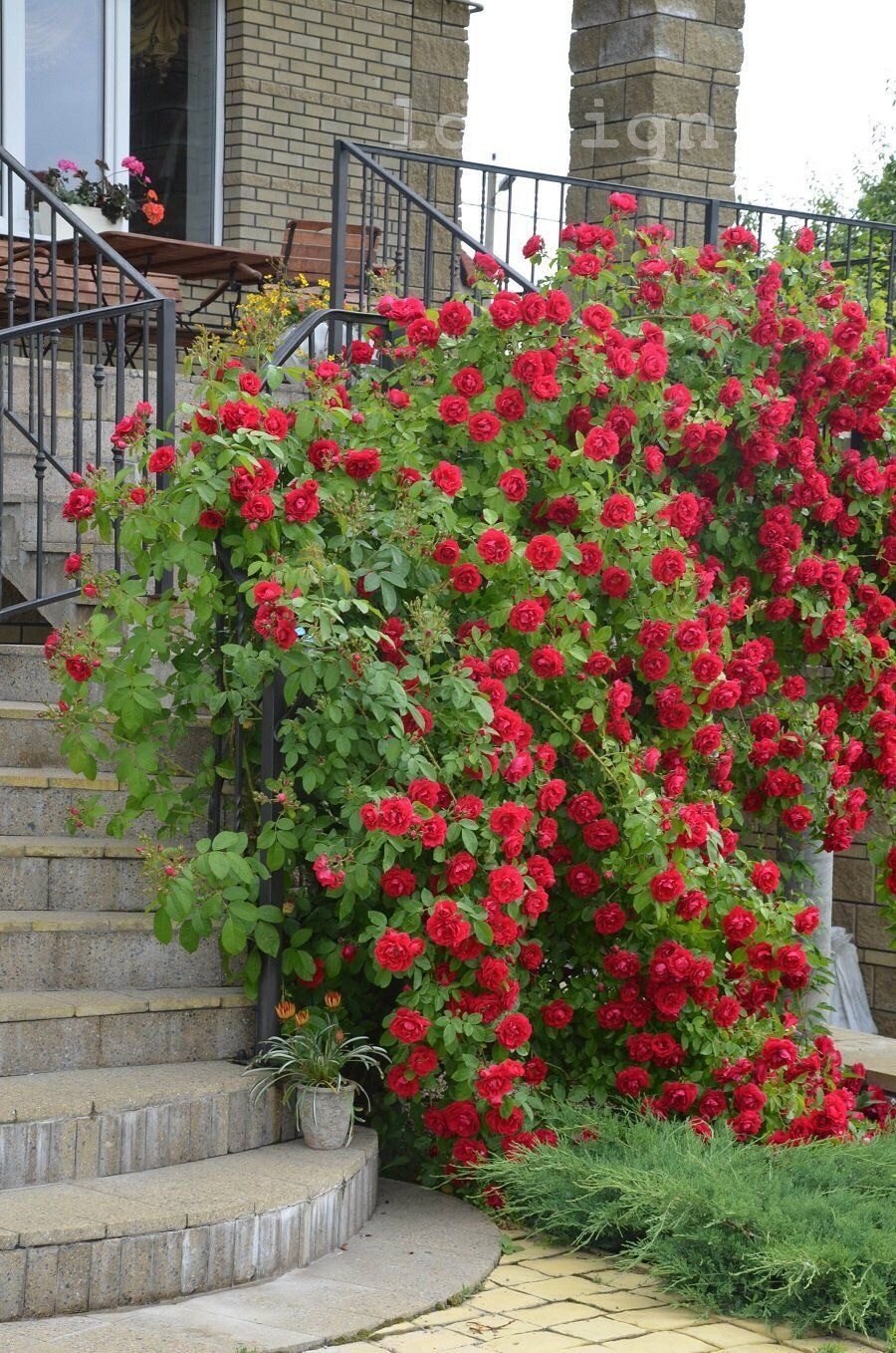 Фламентанц плетистая роза