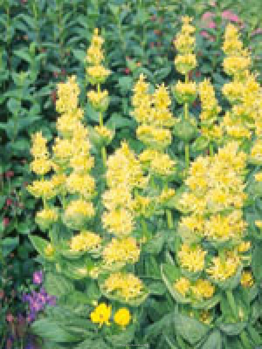 Фломис Иерусалимский шалфей Phlomis fruticosa