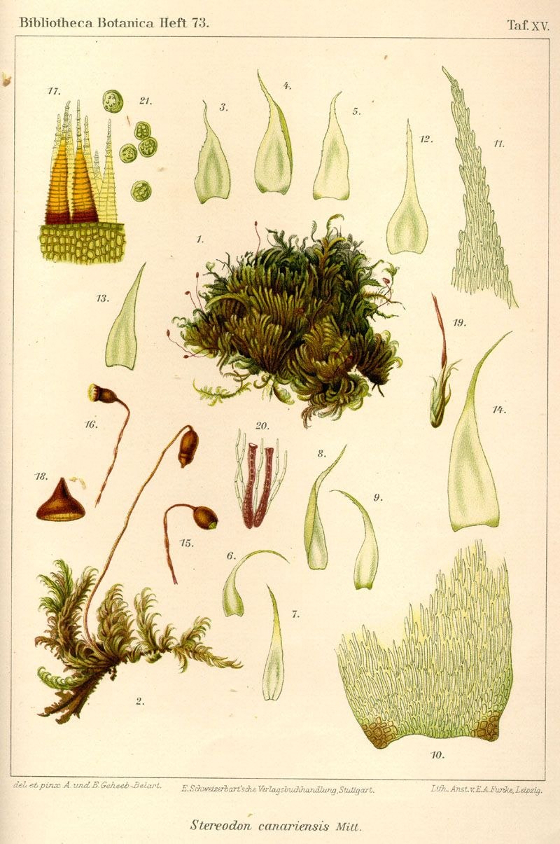 Высшие споровые растения строение