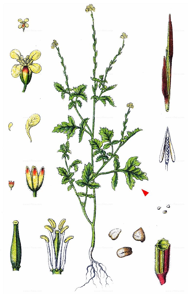 Ярутка Полевая семейство