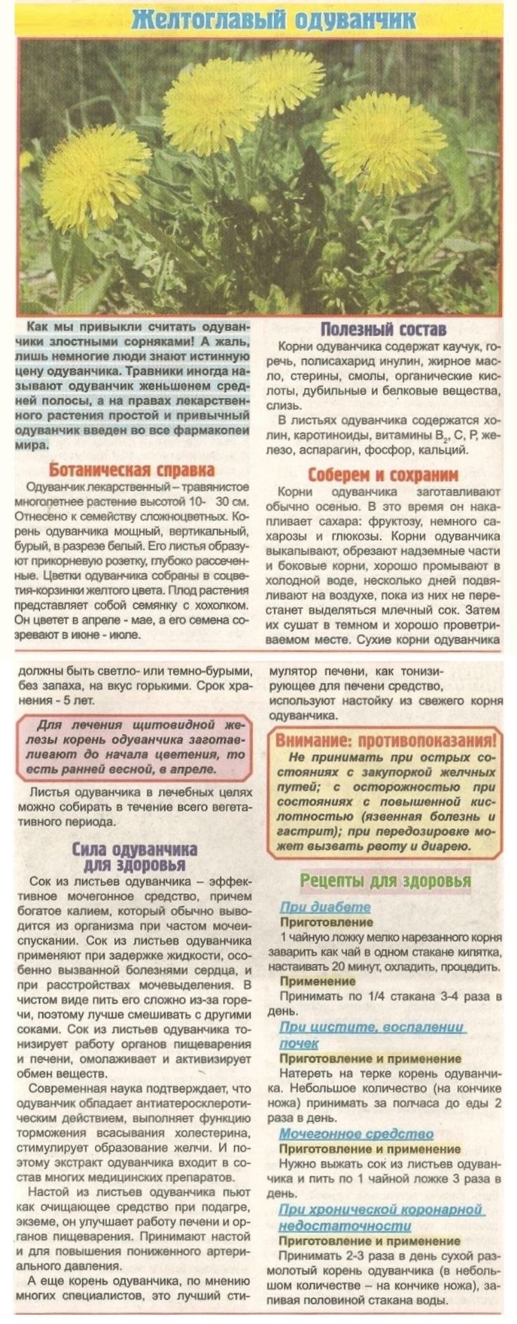 Ярутка Полевая формула цветка