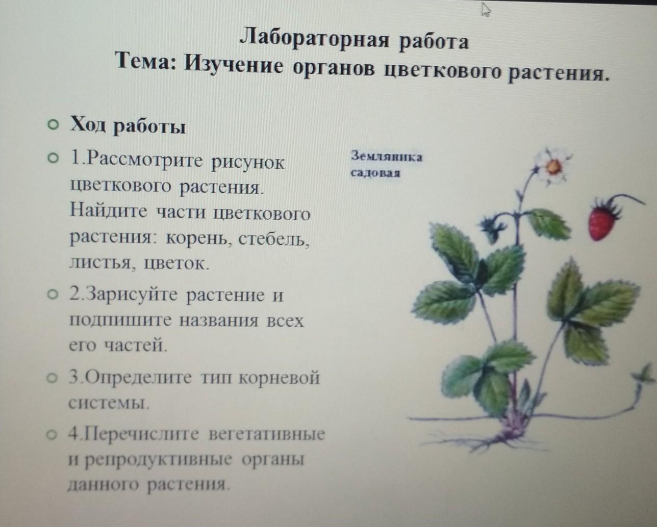 Лабораторная работа изучение покрытосеменных растений. Изучение органов цветкового растения. Лабораторная работа органы цветкового растения. Лабораторная работа строение цветкового растения. Изучение органов цветковых растений лабораторная.