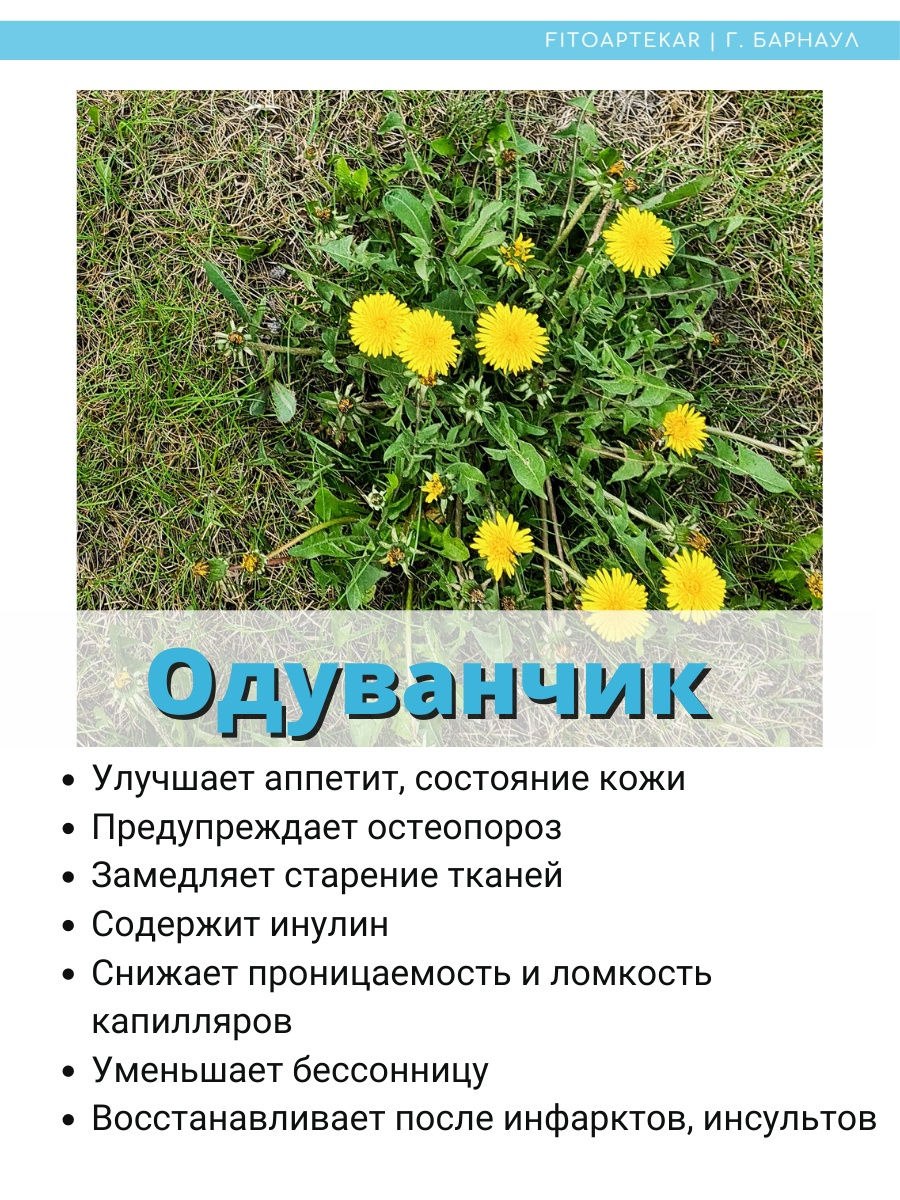 Одуванчик лекарственный жизненная форма по раункиеру растений