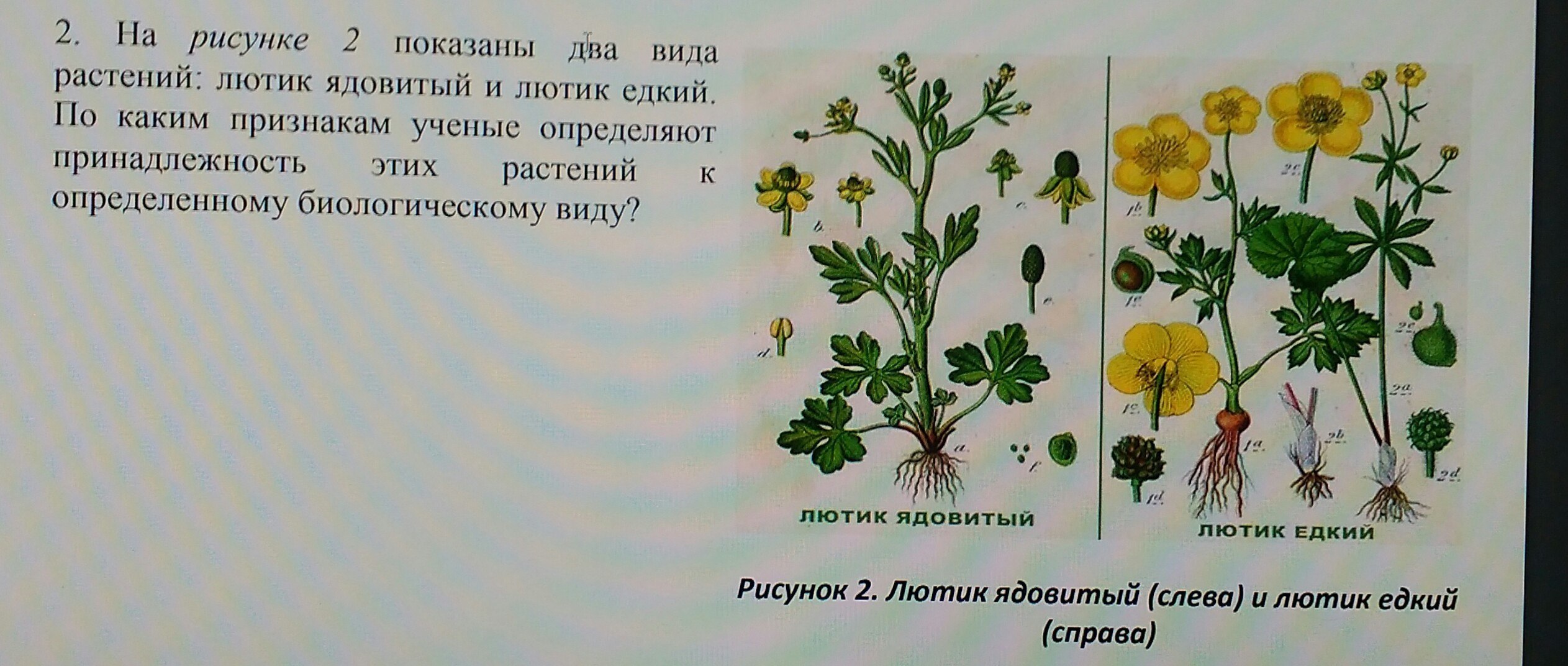 1 вид растения