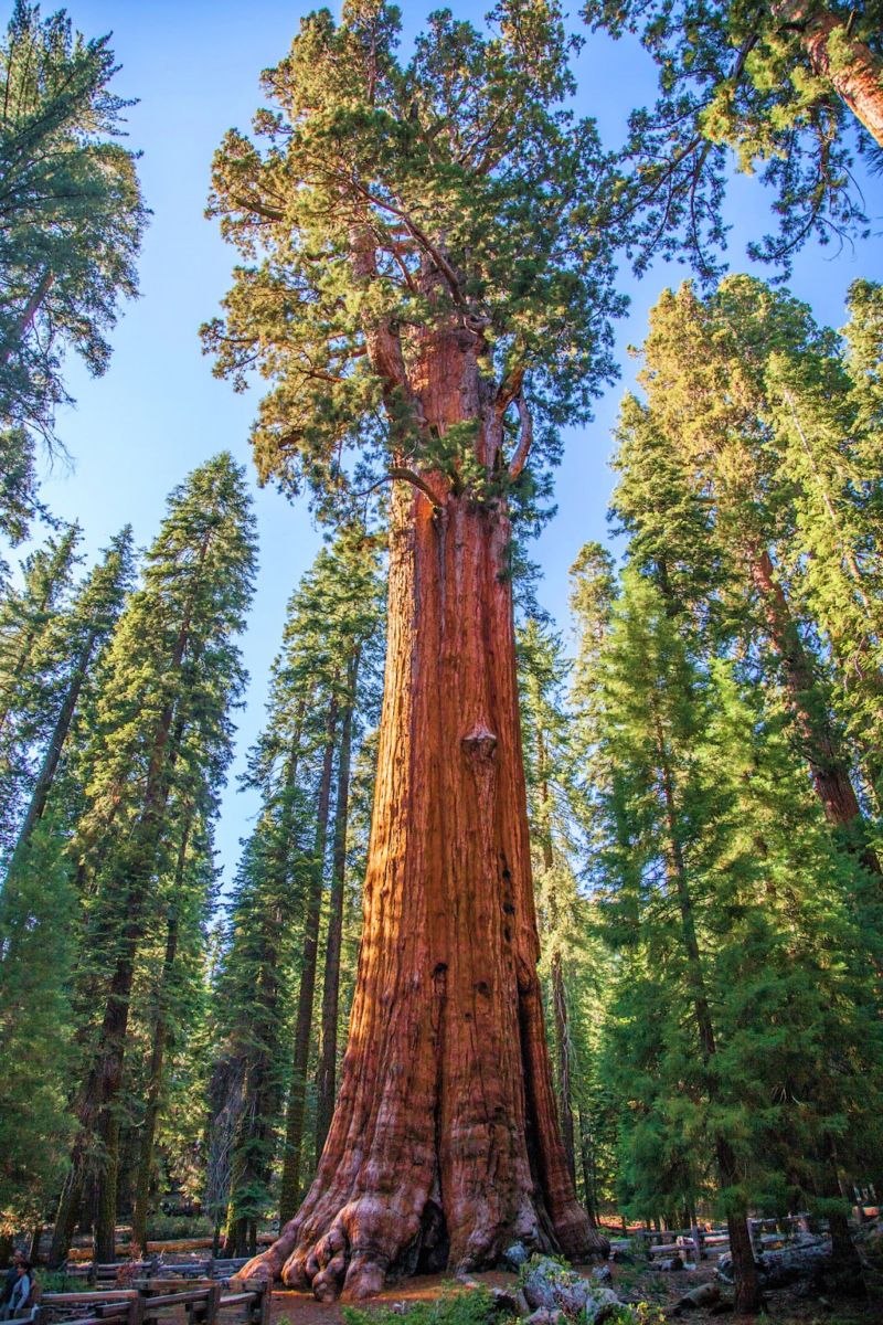 Секвойя (Sequoia sempervirens)
