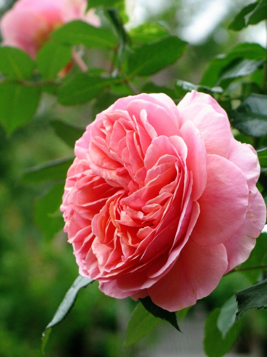 Роза леонардо да винчи