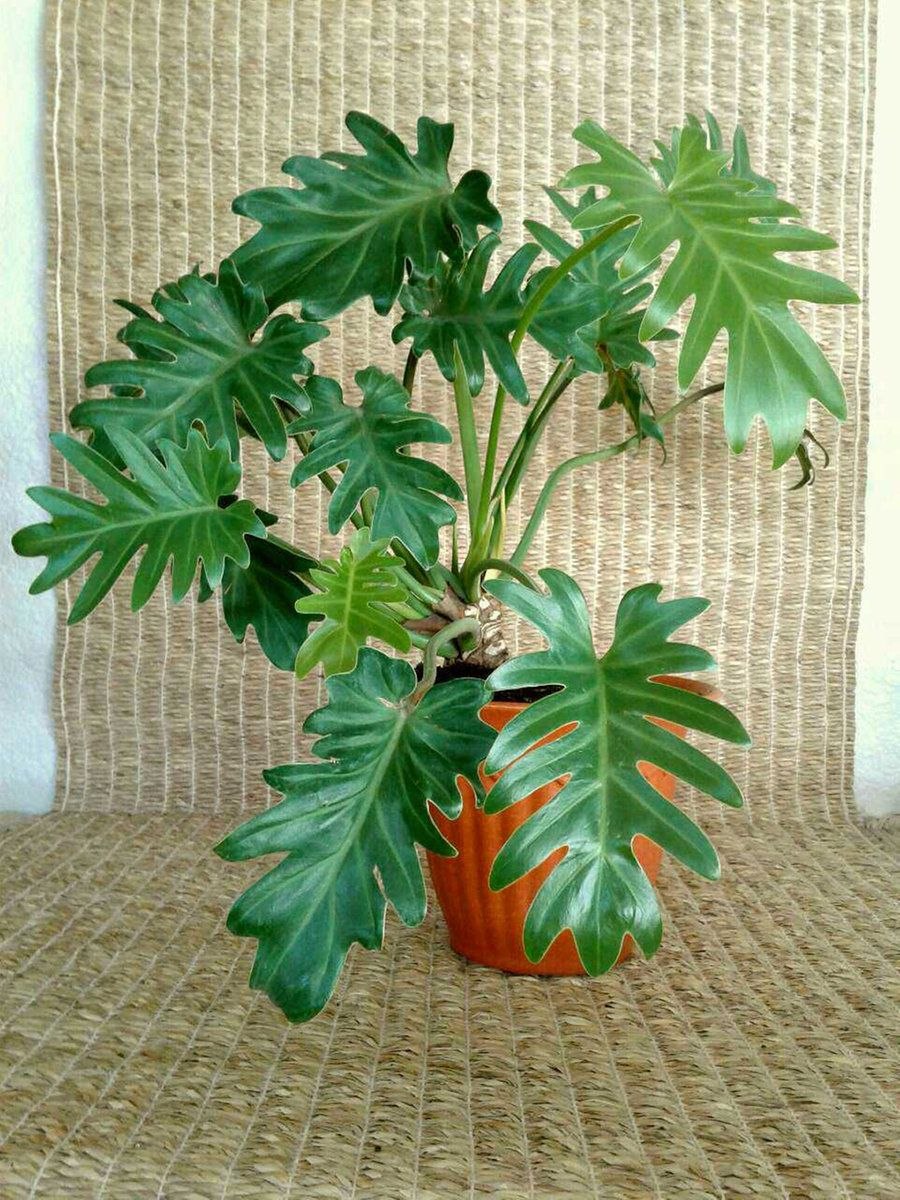 Филодендрон luxurians