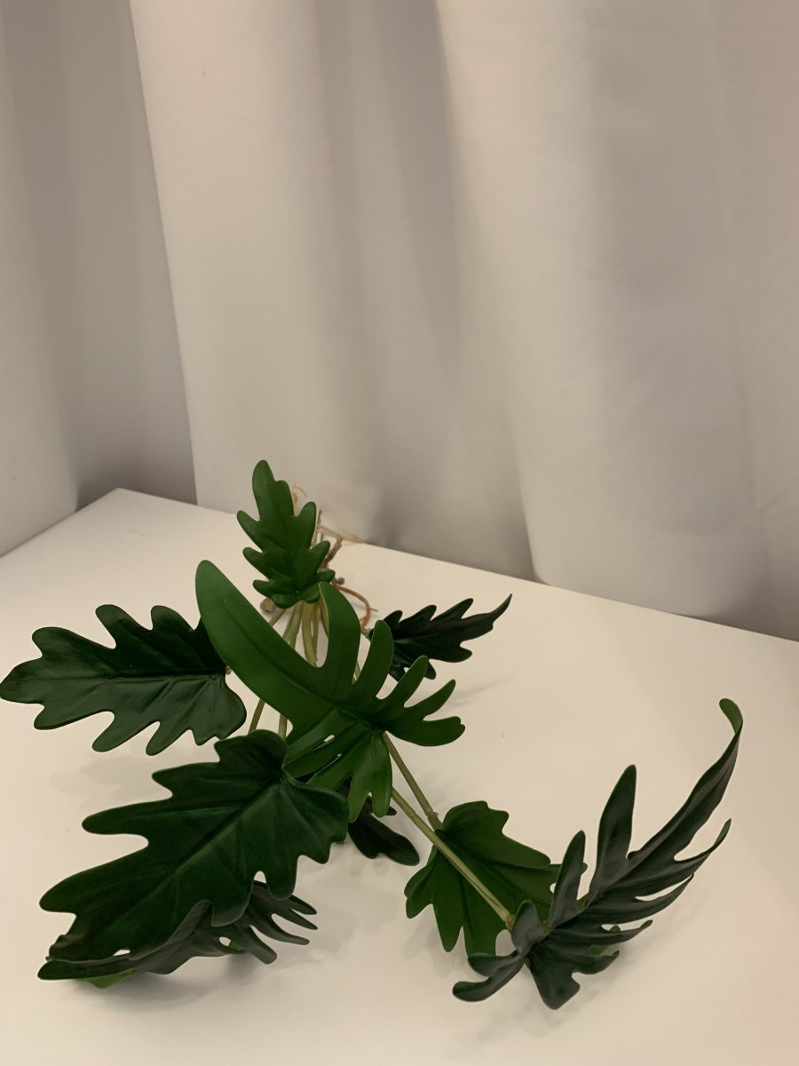 Филодендрон лучистый