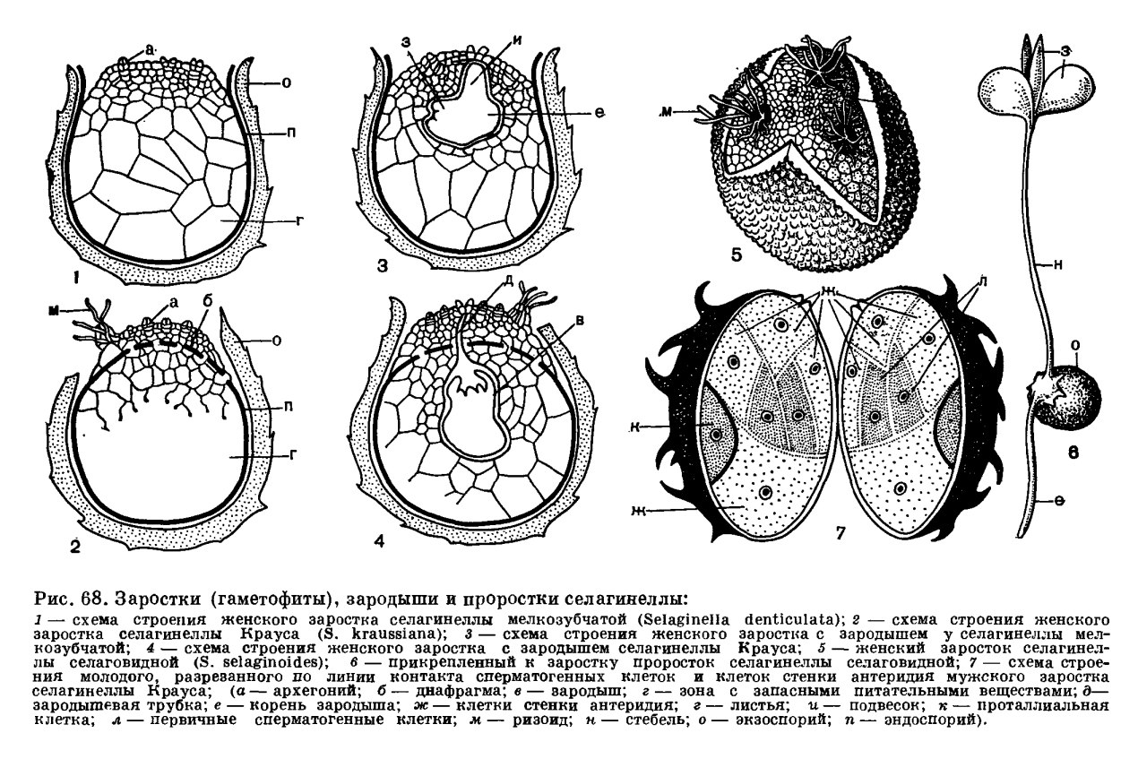 Клетки мужского гаметофита