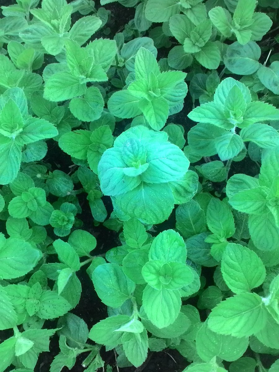 Мята круглолистная