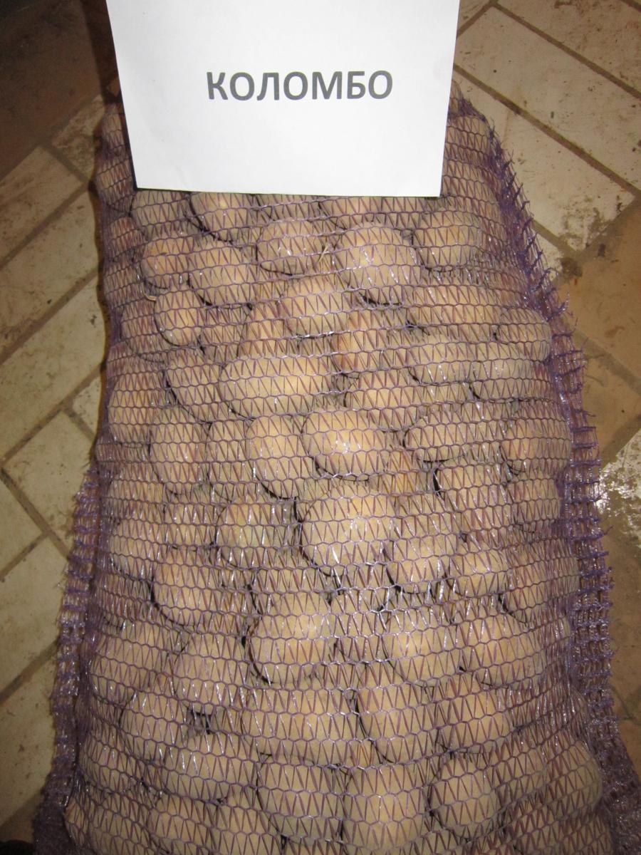 Картофель Импала