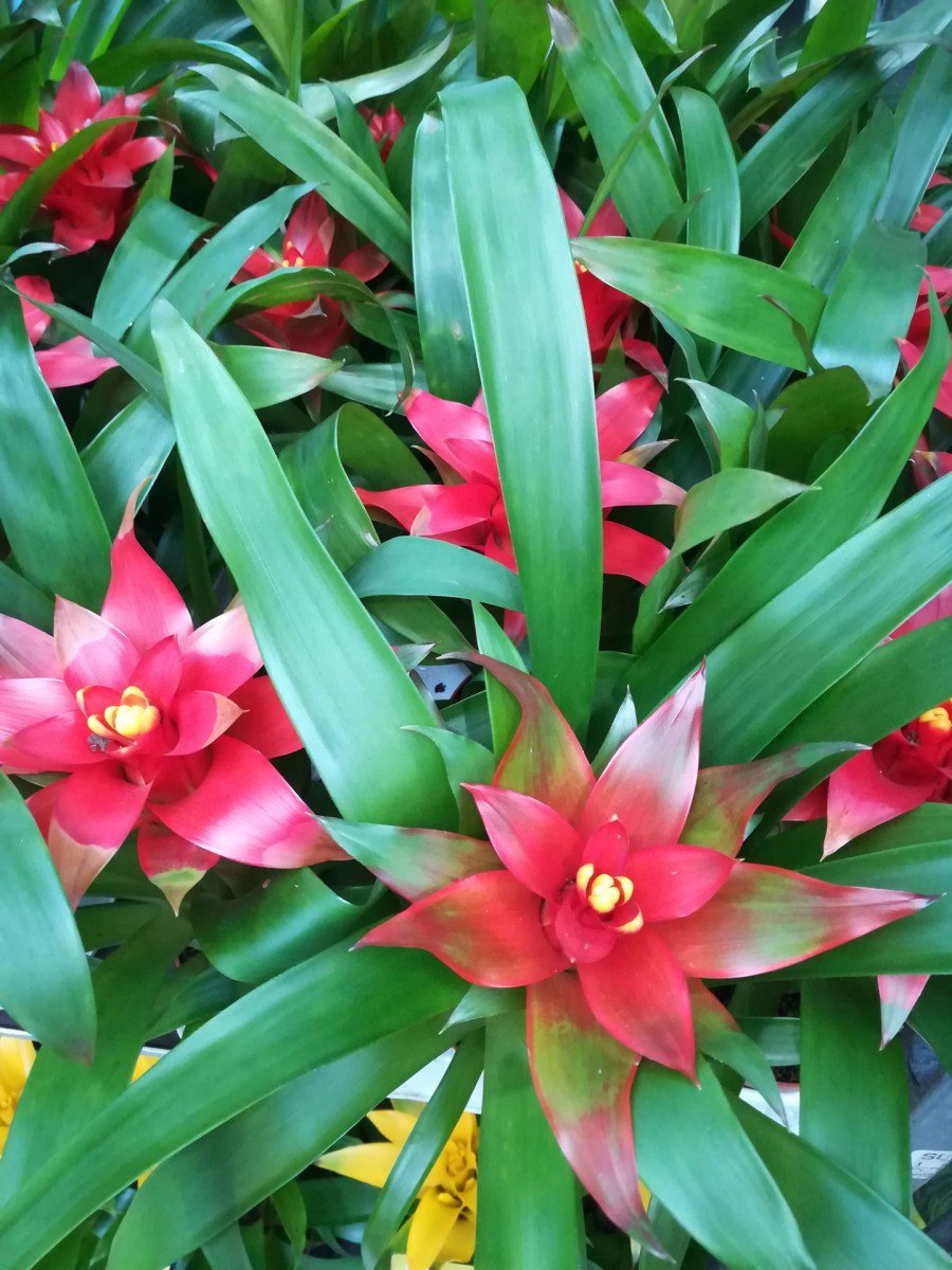 Гузмания Никарагуанская (Guzmania nicaraguensis)