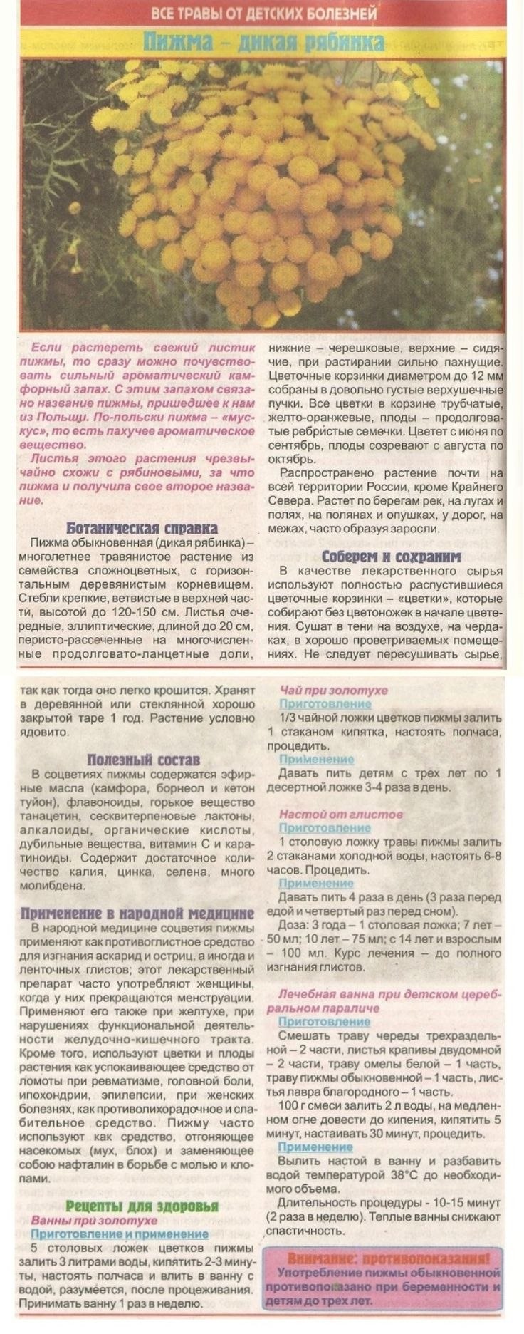 Танацетум пижма