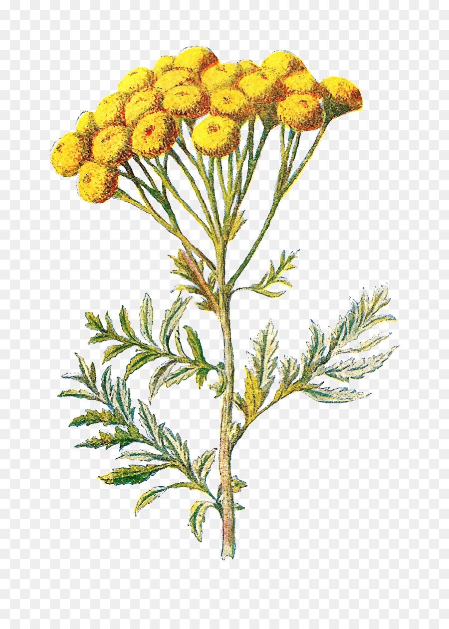 Пижма обыкновенная (Tanacetum vulgare l.)
