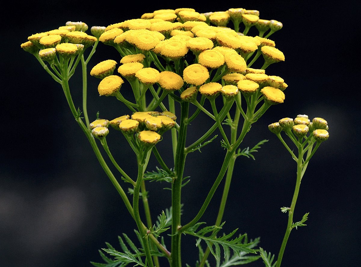 Пижма "Isla Gold". Пижма обыкновенная ГФ. Пижма бальзамическая. Tanacetum vulgare лист.