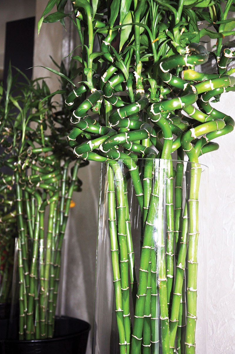 Комнатный бамбук Драцена Сандера
