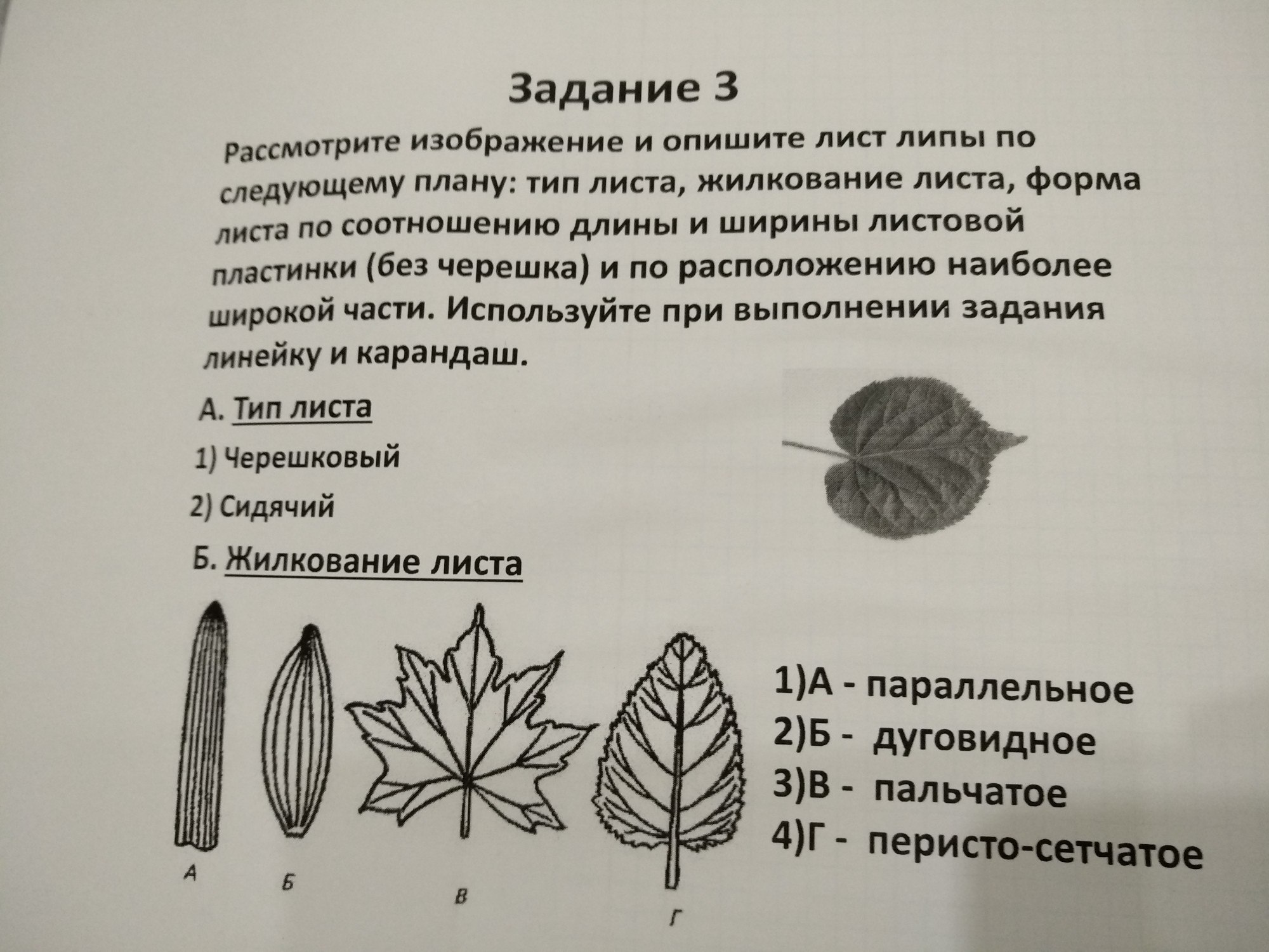 Опишите лист березы по следующему плану тип листа жилкование листа форма листа по соотношению длины