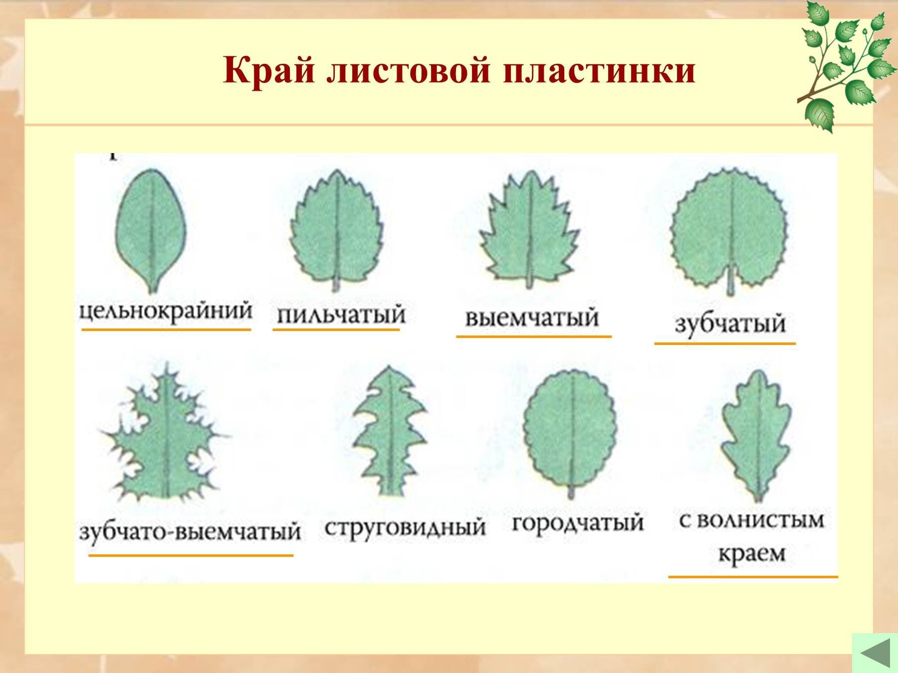 Форма листовой пластинки. Типы жилкования листовой пластинки листовой. Форма листовой пластинки у вяза. Листовая пластинка у вяза. Край листа жилкование.