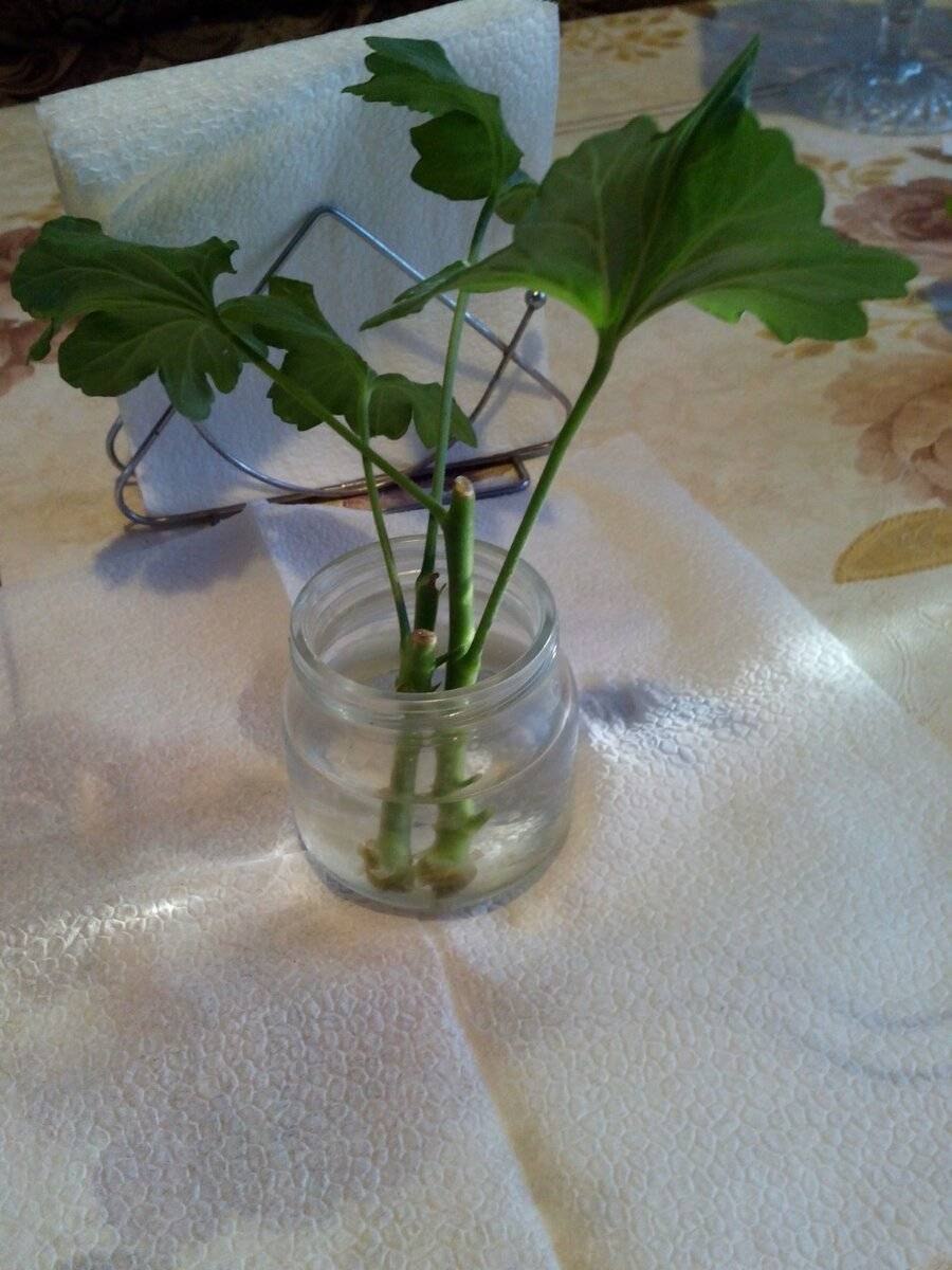 Стеблевой черенок герани