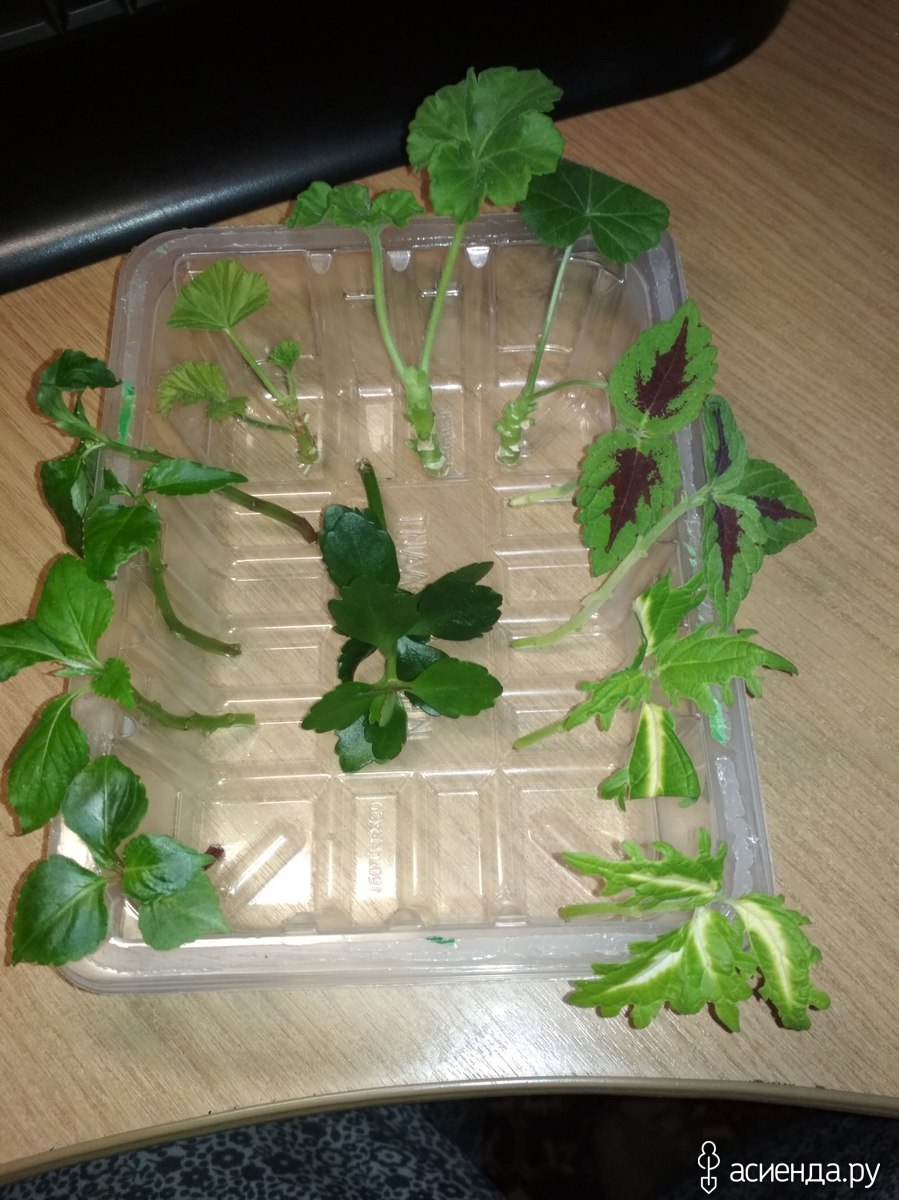 Черенки пеларгонии