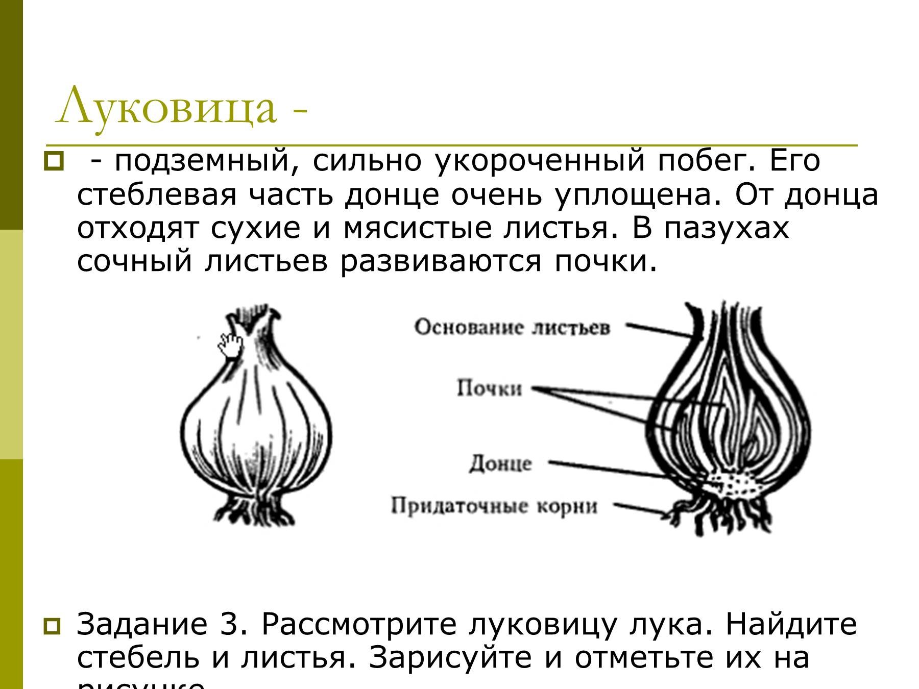 Луковица побег. Подземные видоизменённые побеги: луковица, корневище. Строение видоизмененного побега луковицы. Луковица укороченный подземный побег. Клубень подземный побег строение.