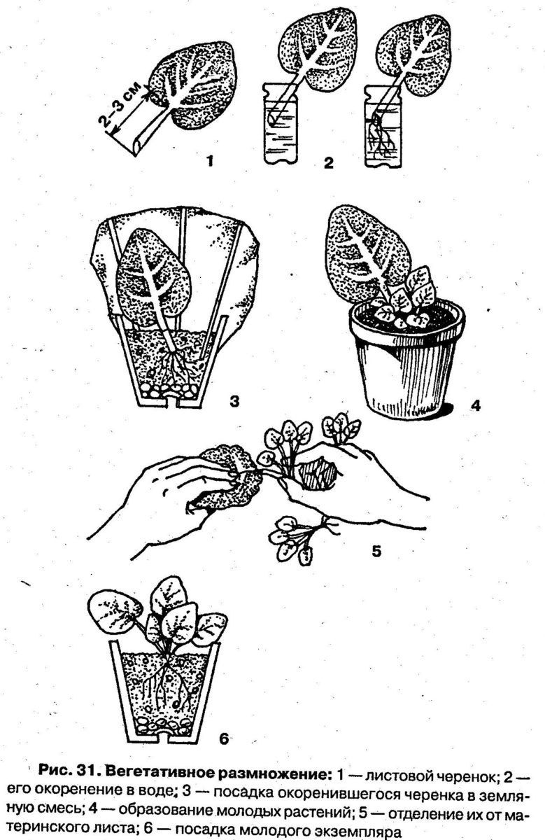 Черенок – часть растения