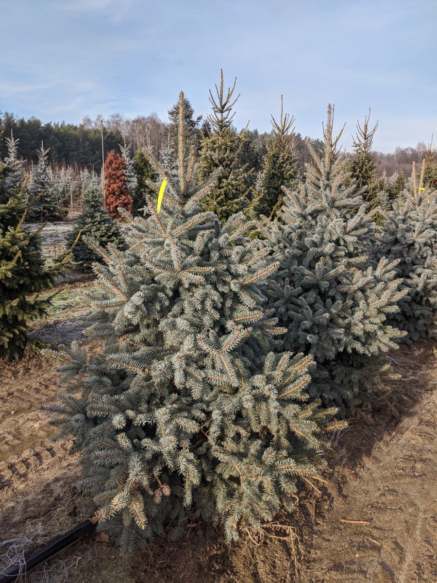 Ель колючая Blue Trinket