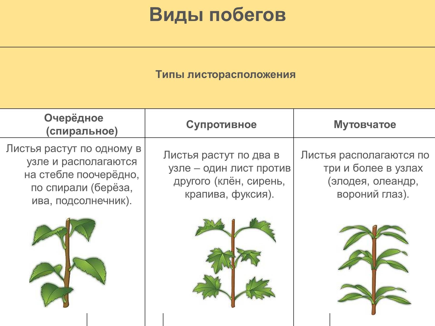 Два типа побегов. Виды побегов. Типы побегов у растений. Типы роста побега. Типы расположения побегов растений.