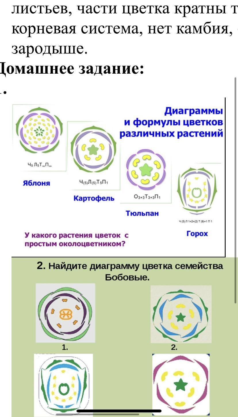 Диаграмма цветка разных семейств таблица