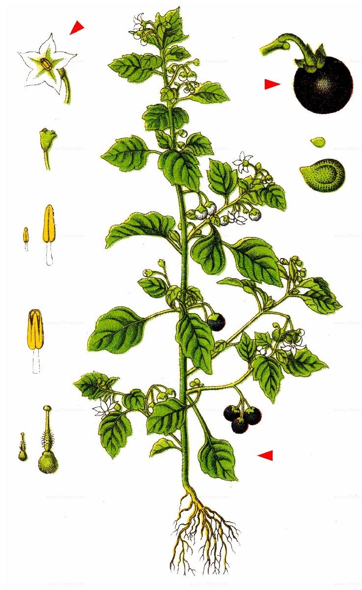 Паслен сладко-Горький растение