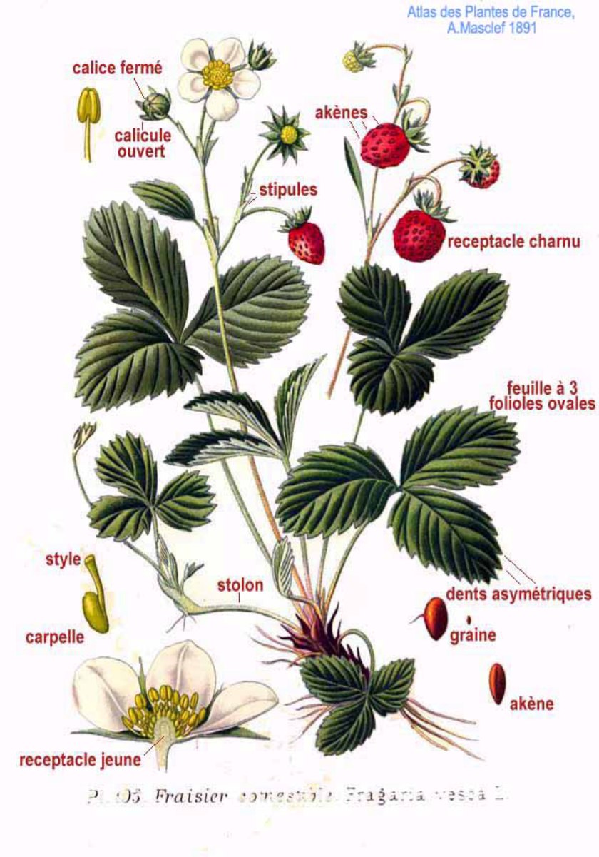 Rosaceae семейство