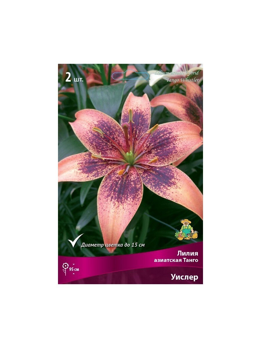 Лилия Строуберри ивент