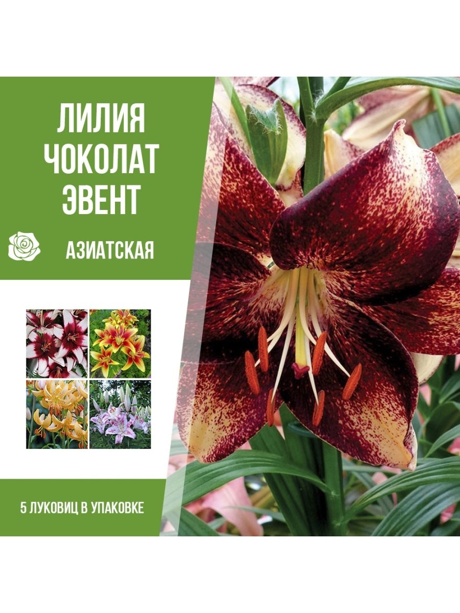 Лилия азиатская страччателла ивент