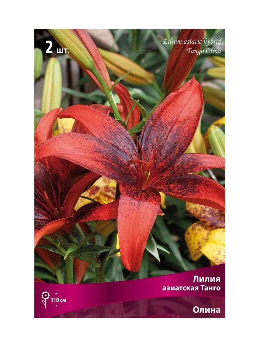 Лилия Roselily Angela