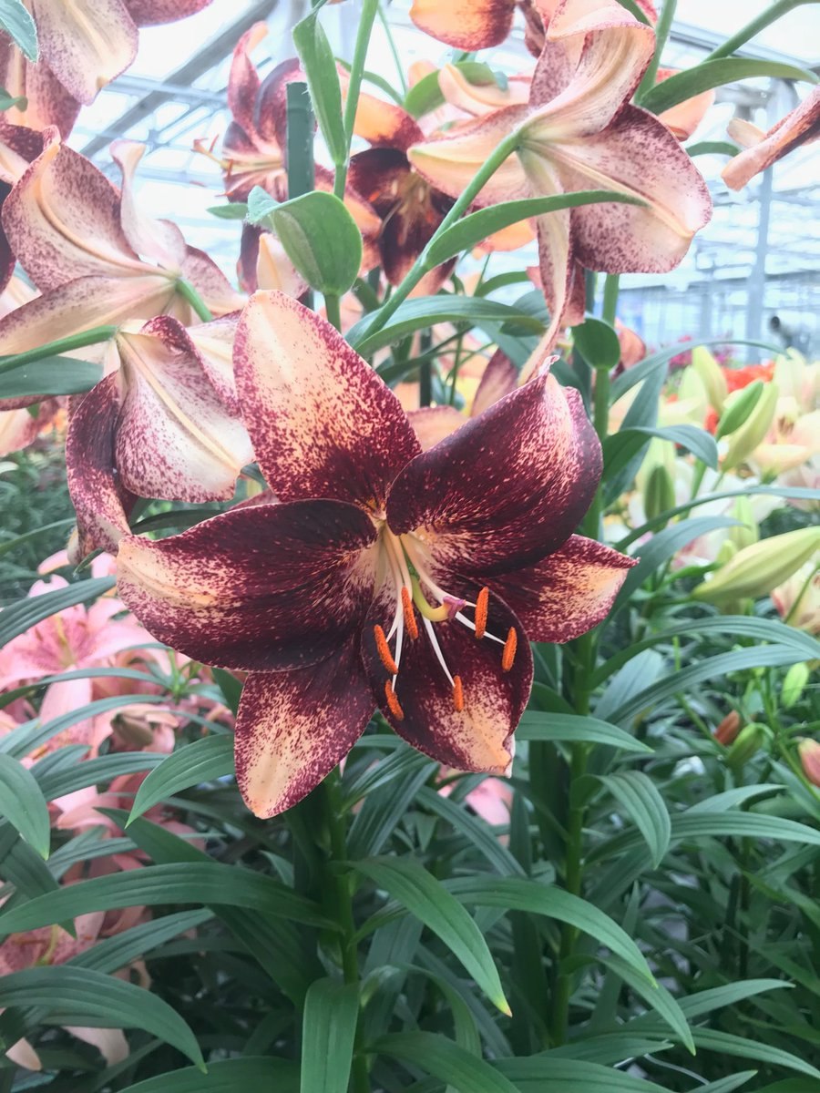 Лилия шоколад эвент