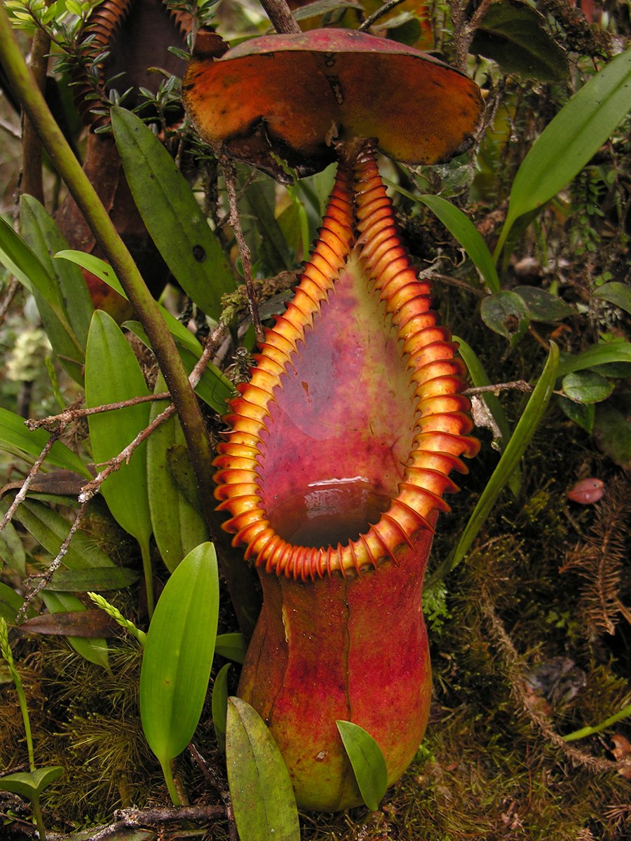 Раффлезия Арнольди строение