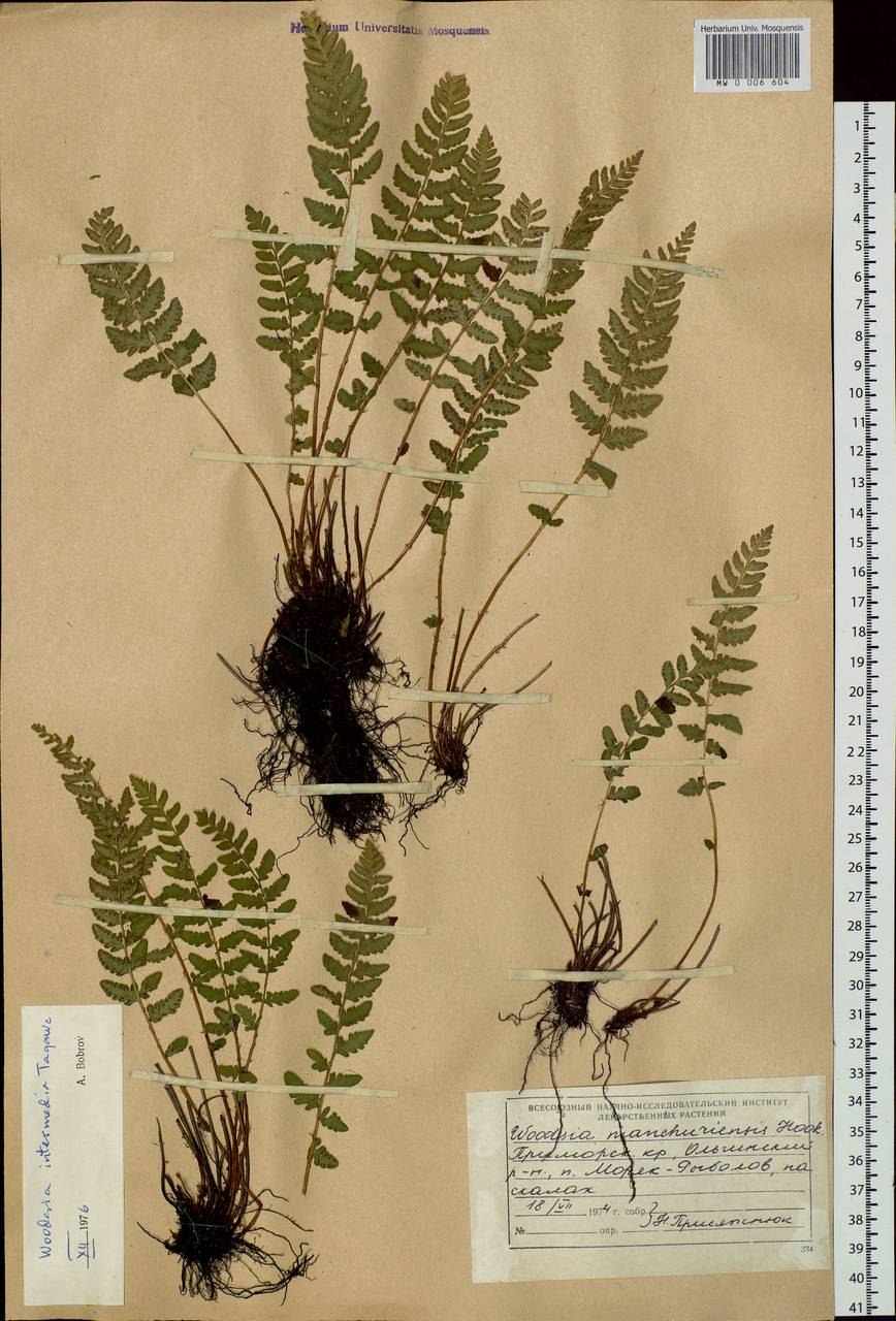 Вудсия эльбская папоротник