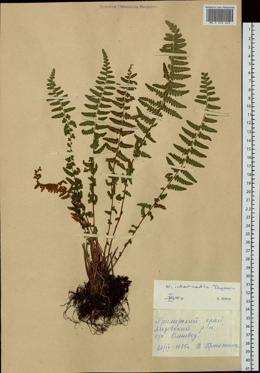 Папоротник в медицине